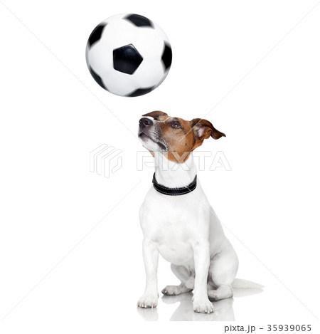 soccer dog 35939065