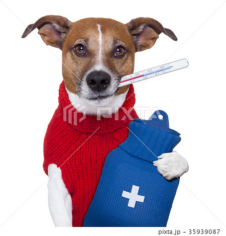sick dog sick dog 35939087