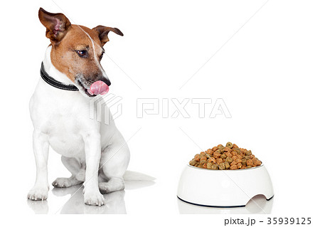 dog bowl hungry meal eat 35939125