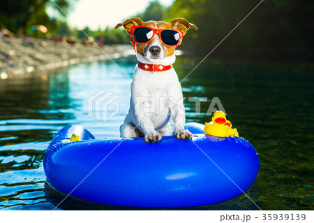 summer beach dog summer beach dog 35939139