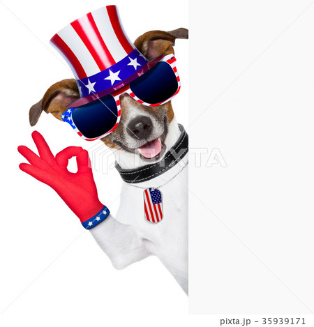 usa american dog 35939171
