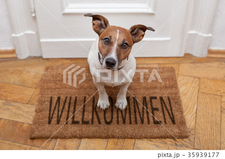 dog welcome home dog welcome home 35939177