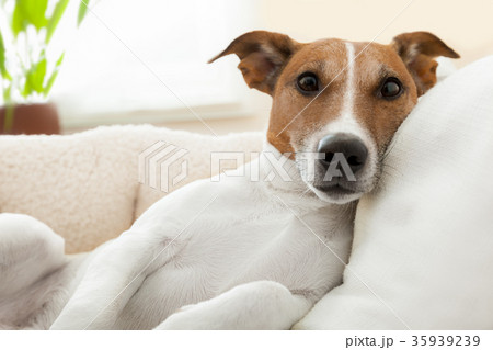 realxing dog 35939239