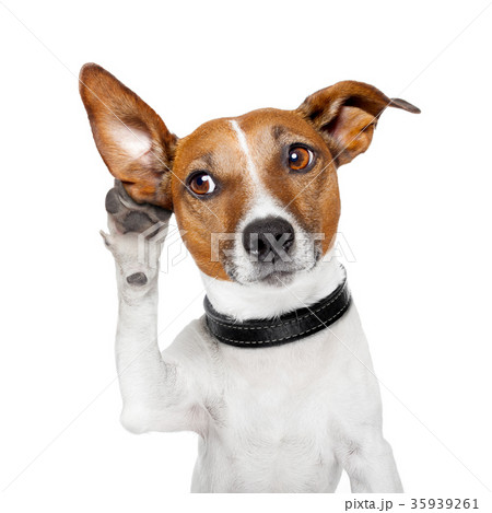 dog listening with big ear 35939261