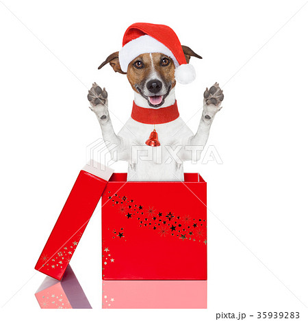 surprise christmas dog in a box 35939283
