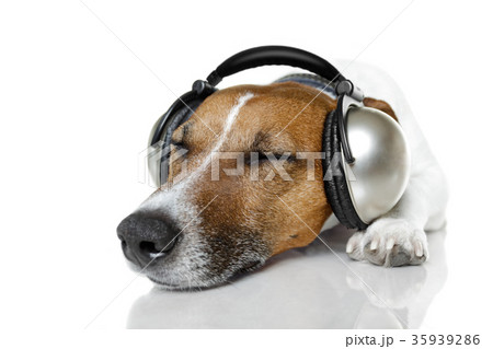 Dog listen to music with a music player Dog listen to music with a music player 35939286
