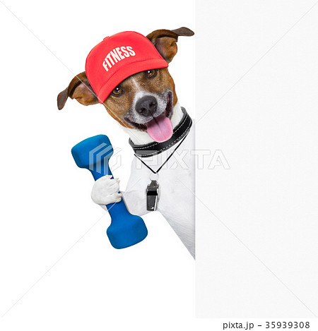 fitness dog banner fitness dog banner 35939308