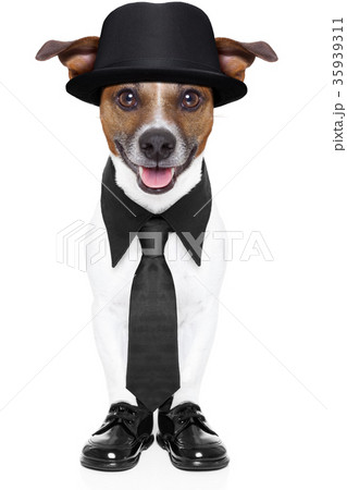 dog in tuxedo 35939311