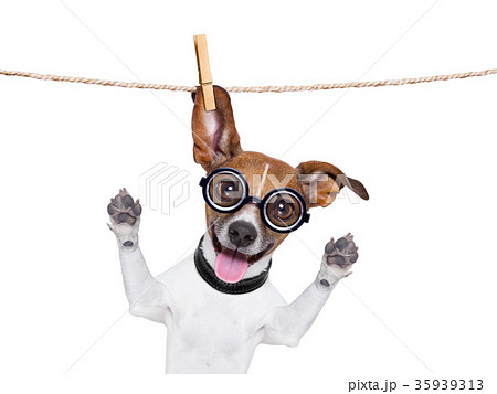 dumb crazy dog 35939313