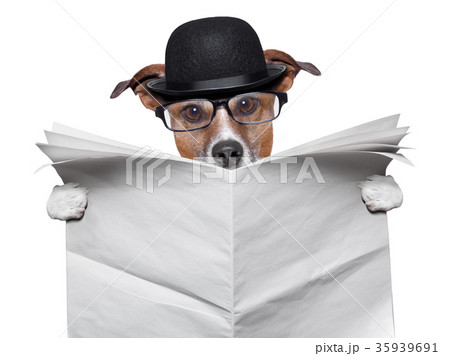 British dog reading 35939691