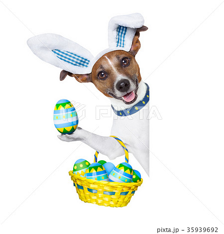 dog easter bunny 35939692