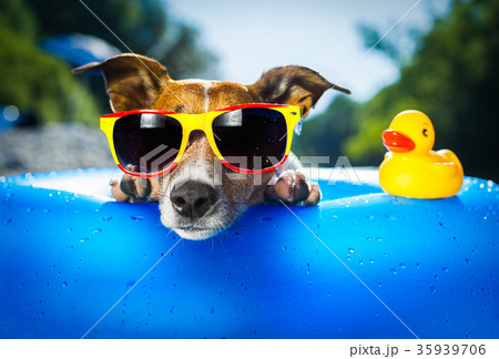 beach dog 35939706