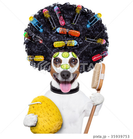 wellness dog 35939753