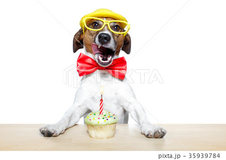 birthday dog cupcake 35939784
