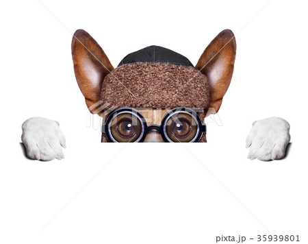 dumb crazy dog dumb crazy dog 35939801