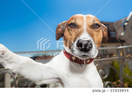 dog selfie 35939854