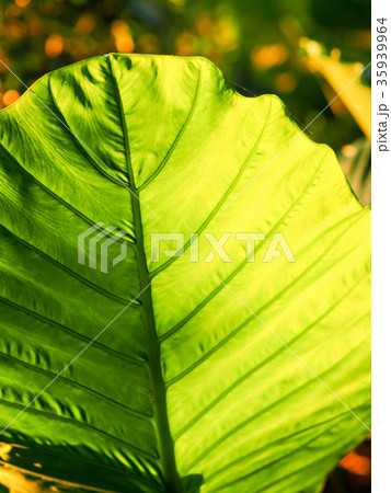 葉 リーフ 葉っぱ 35939964