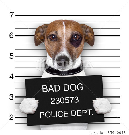 mugshot dog 35940053