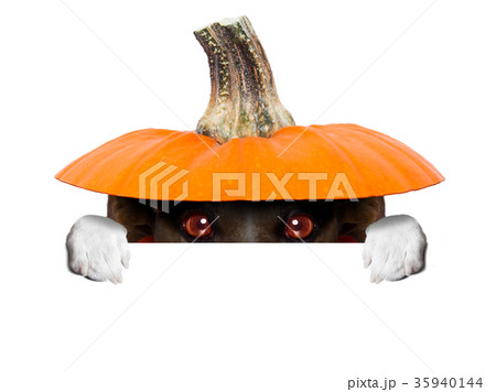 witch dog 35940144
