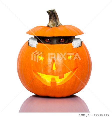 halloween dog halloween dog 35940145