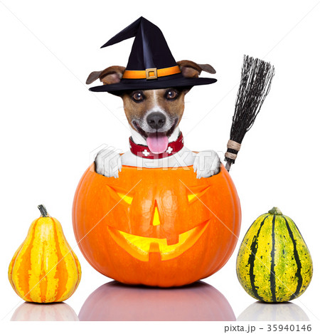halloween dog as witch halloween dog as witch 35940146