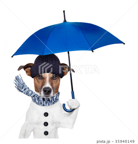 rain umbrella dog rain umbrella dog 35940149