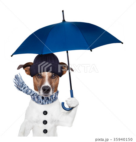 rain umbrella dog rain umbrella dog 35940150