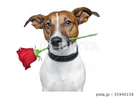 valentines dog valentines dog 35940158