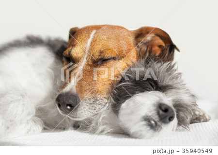 couple in love 35940549