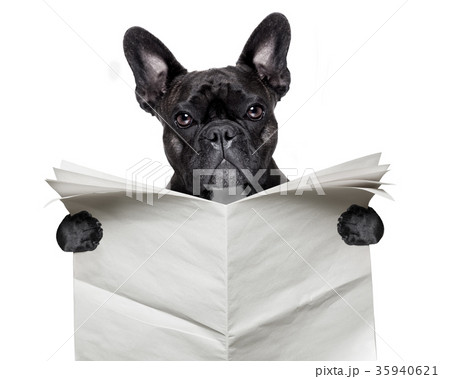 newspaper bulldog 35940621