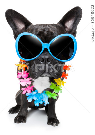 holiday summer dog holiday summer dog 35940622