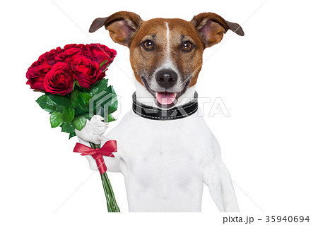 valentine dog 35940694