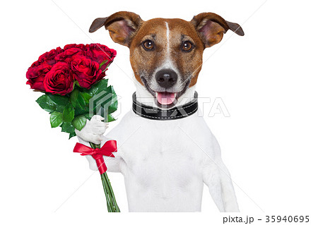 valentine dog valentine dog 35940695