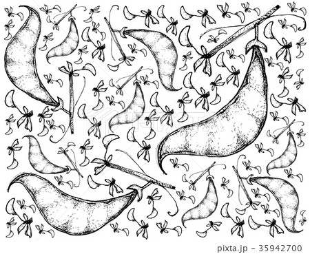 Hand Drawn Fresh Dolichos Lablab Pods Background 35942700