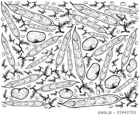 Hand Drawn of Fresh Cluster Bean or Guar 35942701