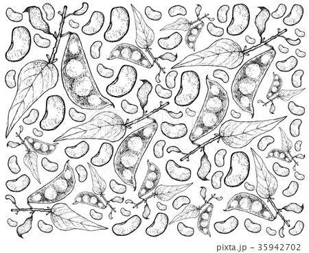 Hand Drawn of Fresh Lima Beans Background 35942702