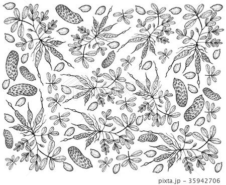 Hand Drawn of Fresh Peanuts Plants Background 35942706
