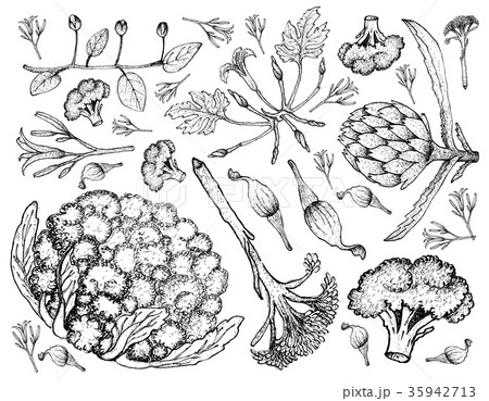 Various Vegetables on A White Background 35942713