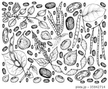 Podded Vegetables on A White Background 35942714