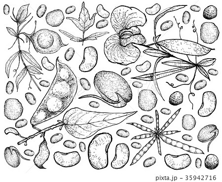 Podded Vegetables on A White Background 35942716