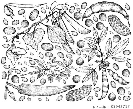 Podded Vegetables on A White Background Podded Vegetables on A White Background 35942717