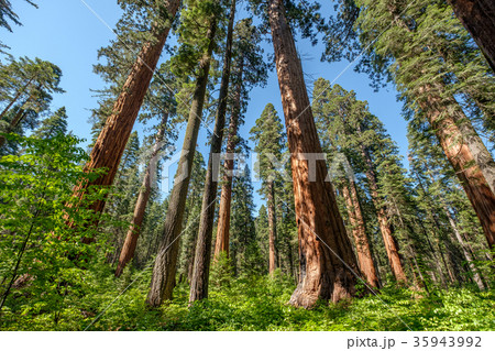 Sequoia tree in Calaveras Big Trees State Park 35943992