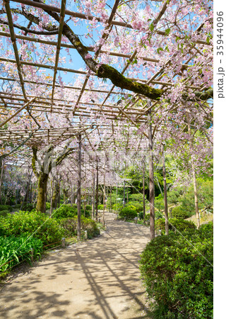 平安神宮神苑 南神苑の桜 京都府京都市左京区 ※2017年4月撮影 35944096