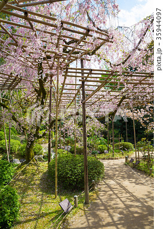 平安神宮神苑 南神苑の桜 京都府京都市左京区 ※2017年4月撮影 35944097