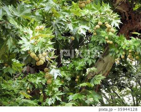 モミジバスズカケノキの実／立川´ 35944128