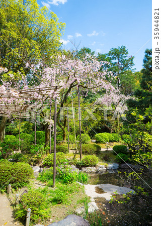平安神宮神苑 南神苑の桜 京都府京都市左京区 ※2017年4月撮影 35944821