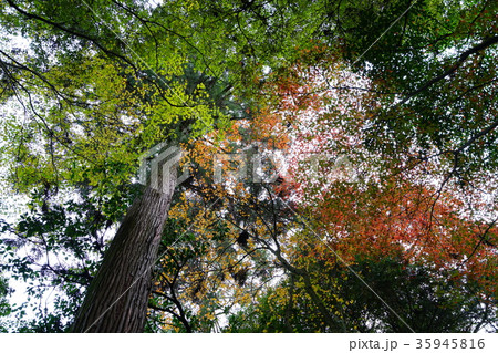 西条市・西山興隆寺 西条市・西山興隆寺 35945816