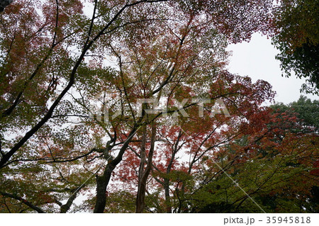 西山興隆寺・西条市 西山興隆寺・西条市 35945818