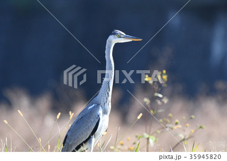 サギ・アオサギ 35945820