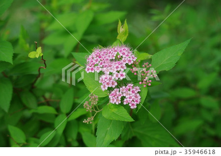 ピンク色の小さな花の集団の写真素材